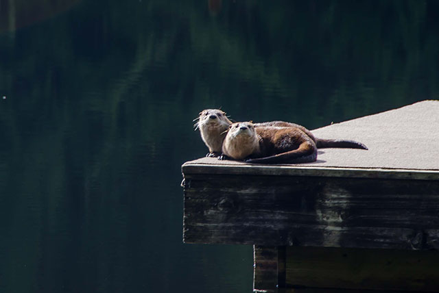 Otters on the dock